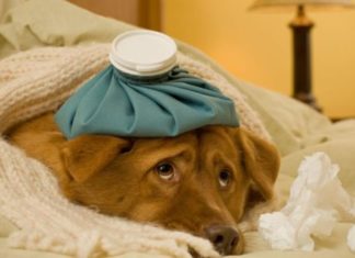 Choroby serca u psów – jak wykryć i jak leczyć?