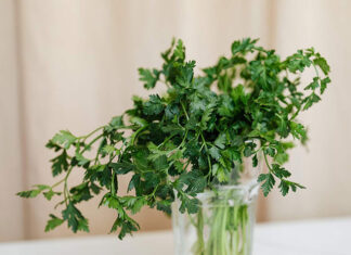 Lecznicze właściwości nasturcji