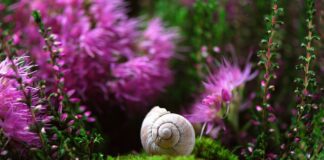 Na jaką głębokość zakłada się sondę żołądkową?