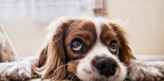 Jak zrobić psa z głową w dół?