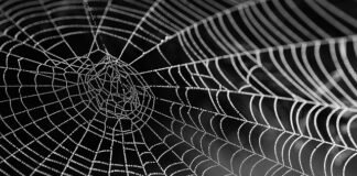 Ile kosztuje Jedwab w Tajlandii?