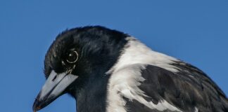 Co to są wartości Wikipedia?