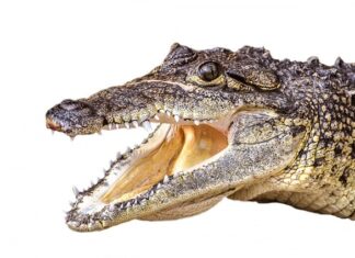 Ile człowiek może przeżyć pijąc tylko wodę? Ile człowiek może przeżyć pijąc tylko wodę?