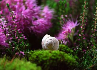 Co lepsze sonda czy PEG?