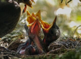 Kto może karmić przez sondę?