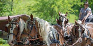 Czy można łączyć klatkę z barkami?