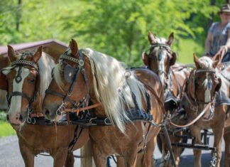 Czy można łączyć klatkę z barkami?