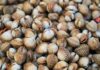 Co jest przyczyną łuszczycy? Co jest przyczyną łuszczycy?