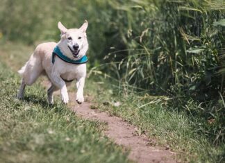 Jak biegać żeby nie obciążać kręgosłupa?