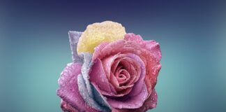 Czym się rożni PEG od gastrostomii?