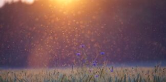 Jaki środek na komary w Tajlandii?