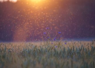 Jaki środek na komary w Tajlandii? Jaki środek na komary w Tajlandii?