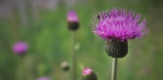 Gdzie kupić wypełnienie do prezentów?