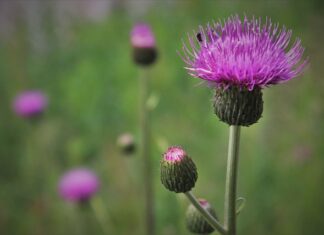 Jak zrobić wypełnienie do pudełka?