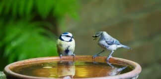Jak się mówi podkoszulka czy podkoszulek?