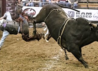 Czy liść laurowy pomaga na ostrogi? Czy liść laurowy pomaga na ostrogi?