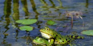 Co kupują świadkowie?