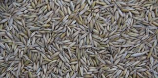 Gdzie produkuje Betlejewski?