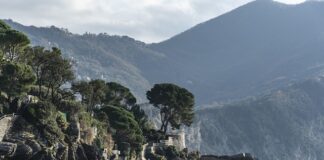 Ile kosztuje 6 róż?