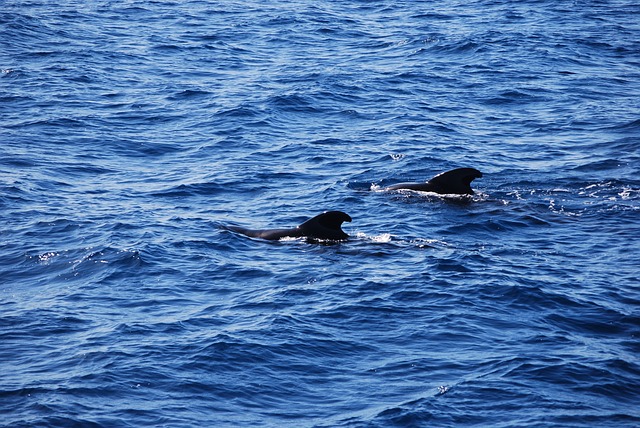 Czego nie można robić przed morsowaniem? Czego nie można robić przed morsowaniem?