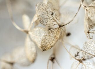 Co zrobić żeby płatki róż nie zwiędły? Co zrobić żeby płatki róż nie zwiędły?