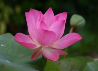 Jak się mówi po angielsku portmonetka? Jak się mówi po angielsku portmonetka?