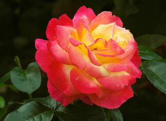 Co napisać na podziękowania? Co napisać na podziękowania?