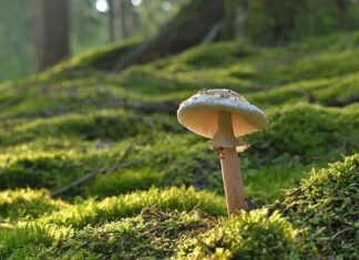 Komu pasuje ponczo? Komu pasuje ponczo?