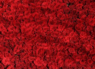 Co to znaczy 9 róż?