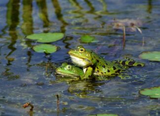 Czy świadkowie dają pieniądze na prezent? Czy świadkowie dają pieniądze na prezent?