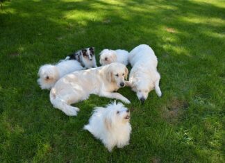 Jak siedzieć w płaszczu?