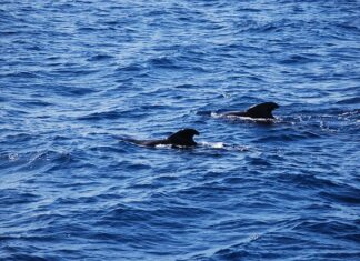 Czy po morsowaniu można brać gorący prysznic? Czy po morsowaniu można brać gorący prysznic?