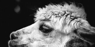 Czy alpaka pasuje do sukienki?