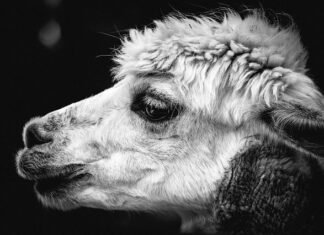 Czy alpaka pasuje do sukienki? Czy alpaka pasuje do sukienki?