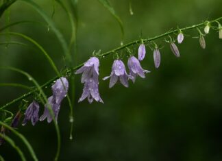 Z jakich płatków róż robi się dżem?