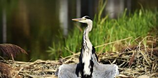 Jak suszyć płatki kwiatów?