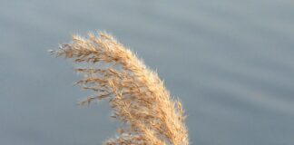 Czym się różnią zakolanówki od pończoch?