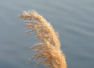 Czym się różnią zakolanówki od pończoch?