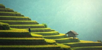 Kto sypie ryżem na ślubie?