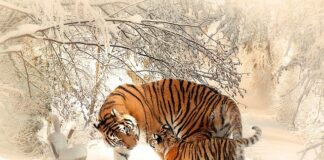 Czy matka może prowadzić córkę do ołtarza?