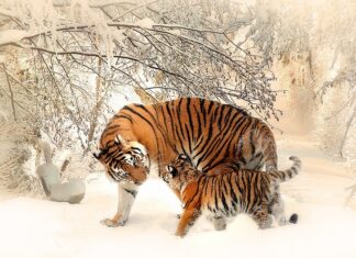 Czy matka może prowadzić córkę do ołtarza?